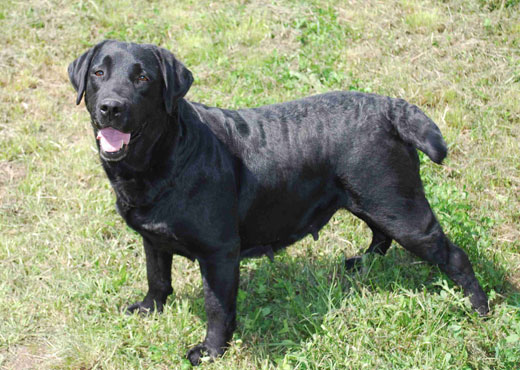 (Sans Affixe) Talf vocala